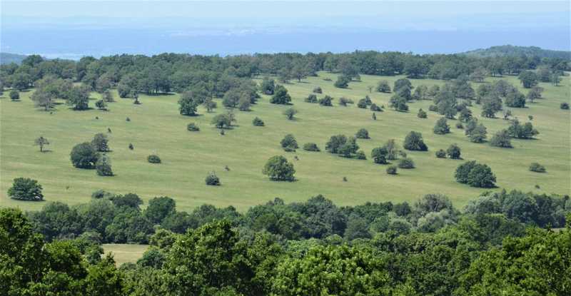 Kulturní lesostep v Bílých Karpatech (2012). Kulturní lesostep v Bílých Karpatech (2012).