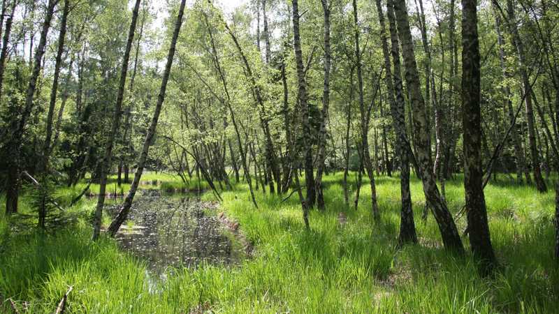 Rašelinná březina na lokalitě Slavkov u Lipníka nad Bečvou (2013). Rašelinná březina na lokalitě Slavkov u Lipníka nad Bečvou (2013).
