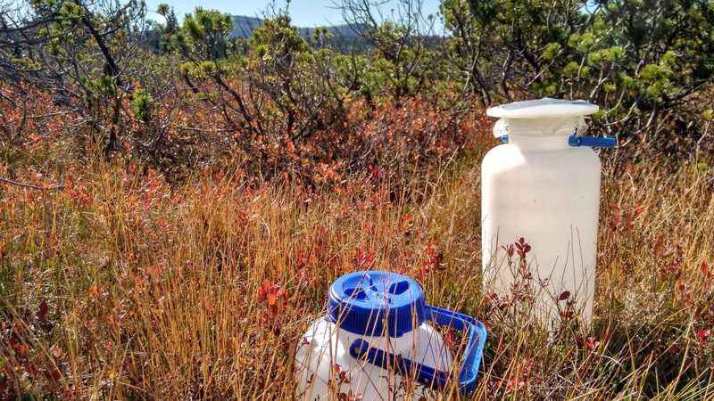Výměna pylových pastí po vegetační sezóně na rašeliništi Rokytecká slať na Šumavě (2020). Výměna pylových pastí po vegetační sezóně na rašeliništi Rokytecká slať na Šumavě (2020).