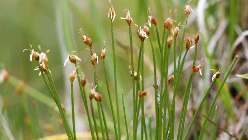 Suchopýrek maličký (Trichophorum pumilum (Vahl) Schinz et Thell.) na lokalitě Gánovce na Spiši, Slovensko (2005). Suchopýrek maličký (Trichophorum pumilum (Vahl) Schinz et Thell.) na lokalitě Gánovce na Spiši, Slovensko (2005).